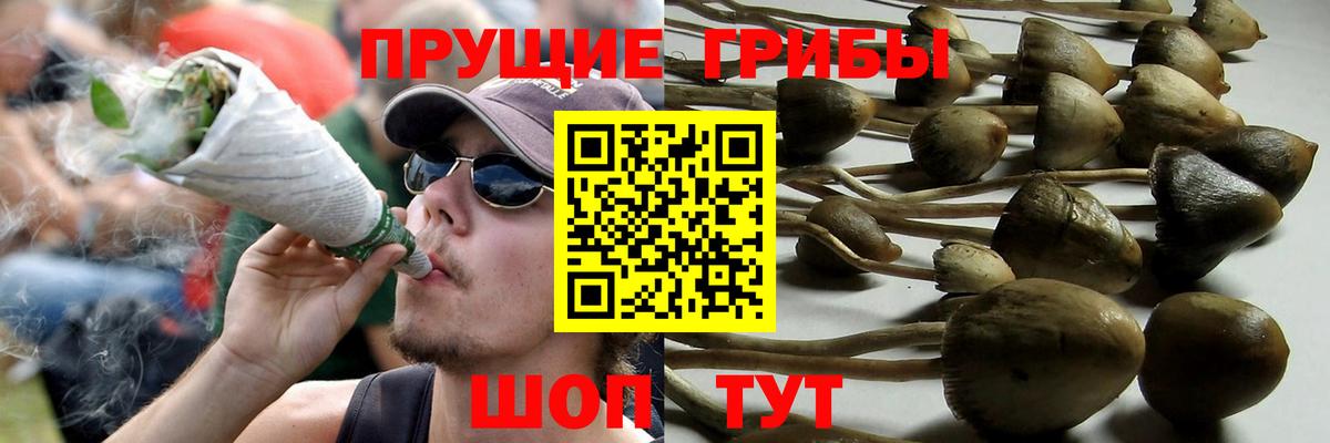 Галлюциногенные грибы прущие грибы  Псилоцибиновые грибы Psilocybine cubensis  Таганрог  Вход с VPN 